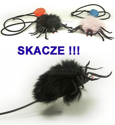 skaczący pająk